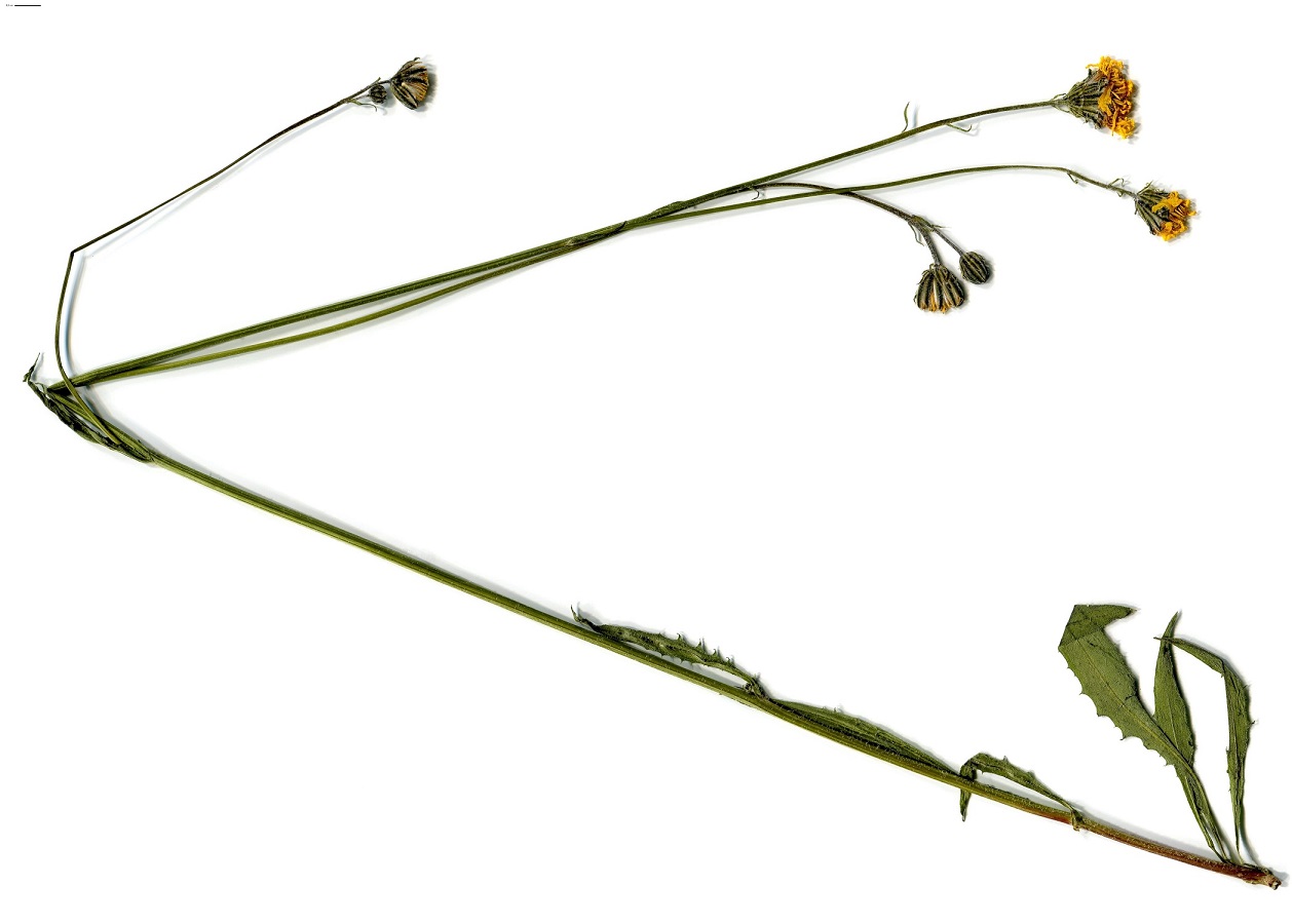 Crepis nicaeensis (Asteraceae)